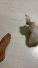 Erasmo Viana Feet (5 images)